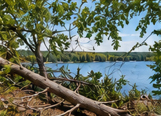 Before: branch removal sample, original property photograph